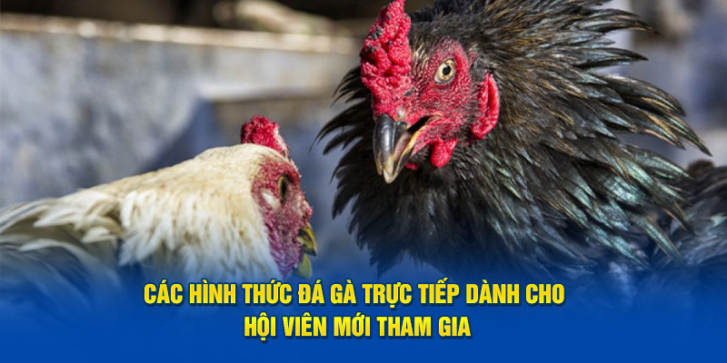 Các hình thức đá gà trực tiếp dành cho hội viên mới tham gia