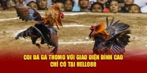 Coi Đá Gà Thomo Với Giao Diện Đỉnh Cao Chỉ Có Tại Hello88