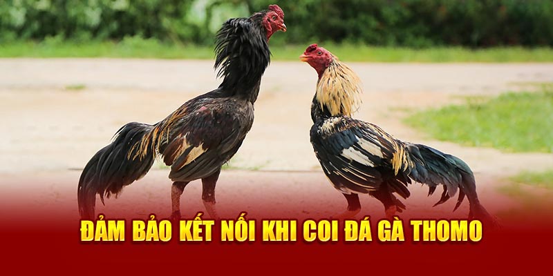 Đảm bảo kết nối khi coi đá gà Thomo