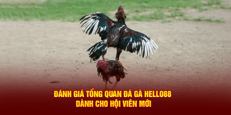 Đánh giá tổng quan sảnh cược đá gà Hello88 cho người chơi