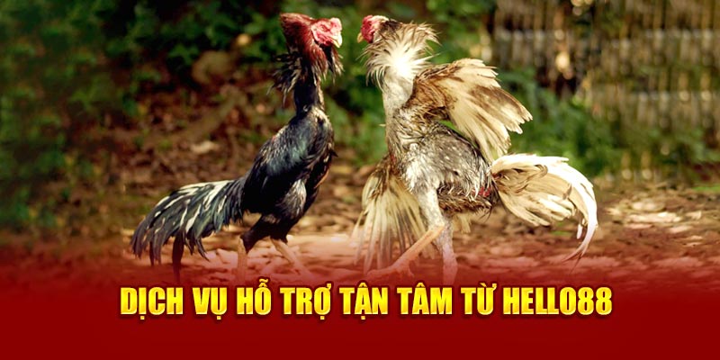 Dịch vụ hỗ trợ tận tâm từ Hello88