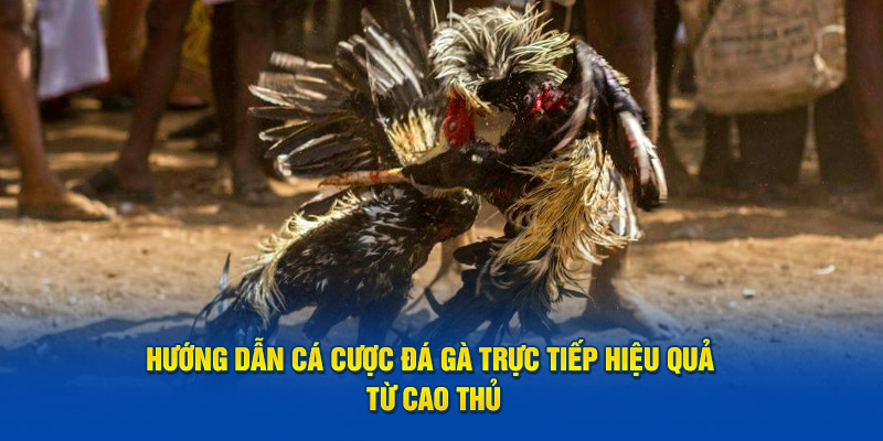 Hướng Dẫn Cá Cược Đá Gà Trực Tiếp Hiệu Quả Từ Cao Thủ