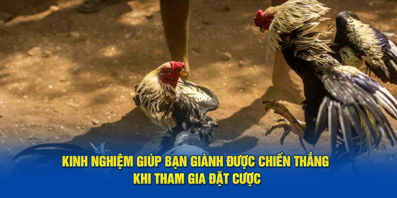 Kinh nghiệm giúp bạn giành được chiến thắng khi tham gia đặt cược