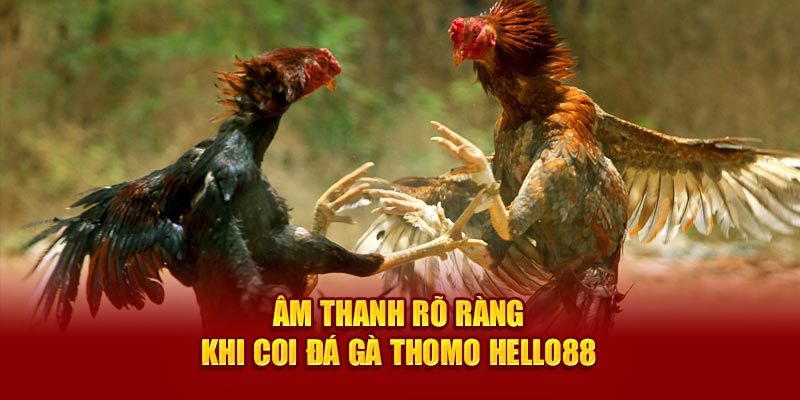 Âm thanh rõ ràng khi coi đá gà Thomo Hello88