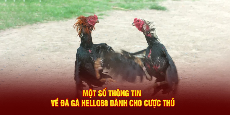 Một số thông tin về đá gà Hello88 dành cho cược thủ