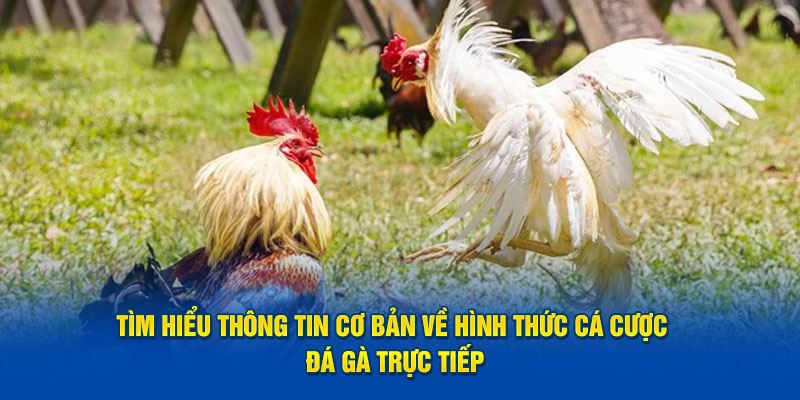 Tìm hiểu thông tin cơ bản về hình thức cá cược đá gà trực tiếp