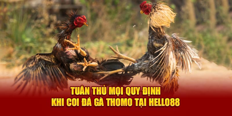 Tuân thủ mọi quy định khi coi đá gà Thomo tại Hello88